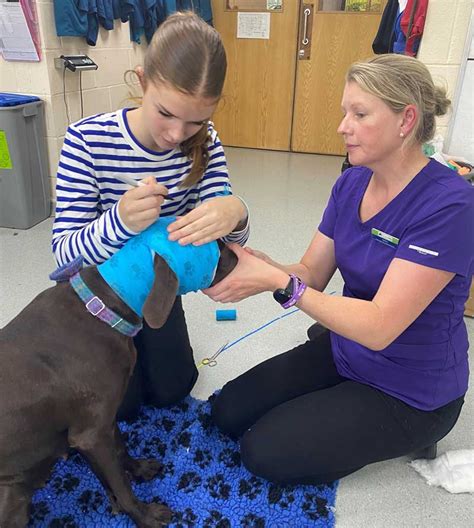 Vet School Experience