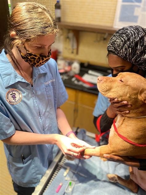 Military working dog revived by vet tech > Air Force > Article Display