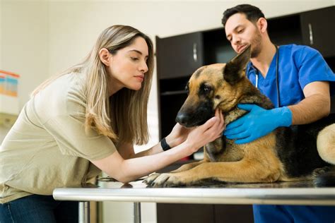 veterinarian who does euthanasia