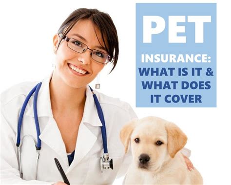 Best Vet Insurance For Dogs Pet Insurance Top 10 Benefits of Pet