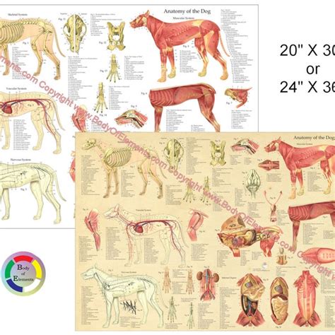 Veterinary Anatomy Wall Poster