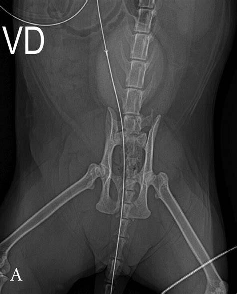Veterinary Definition Of Stranguria