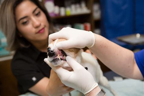 Veterinary Dental Practitioner