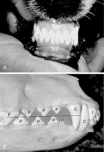 Veterinary Dentistry Quizlet