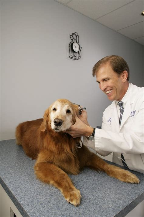 veterinary dermatologist for dogs near me
