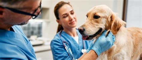 Veterinary Higher Education