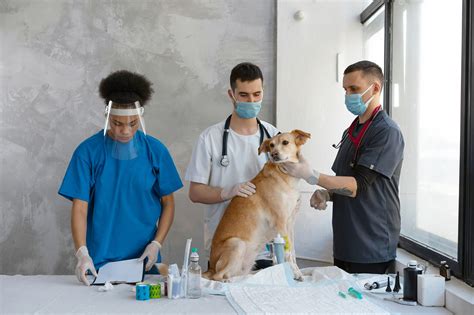 Veterinary Internship Opportunities