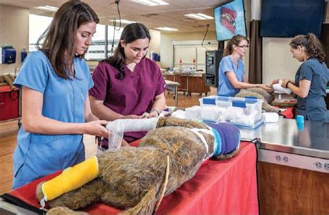 Veterinary School Canada