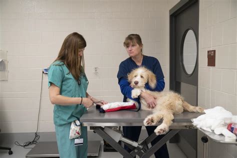 veterinary surgical center of long island