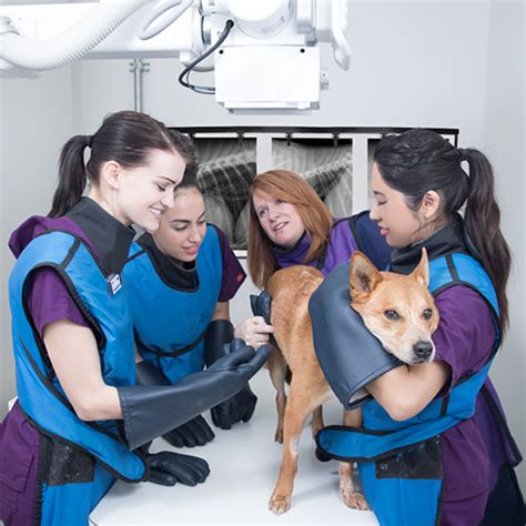 veterinary tech schools in california