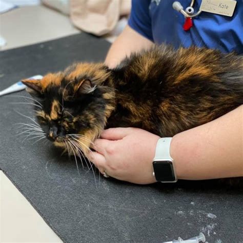 vets corvallis oregon