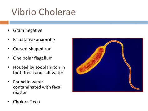 vibrio cholerae bacteria characteristics