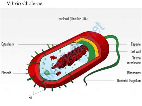 vibrio cholerae cell wall