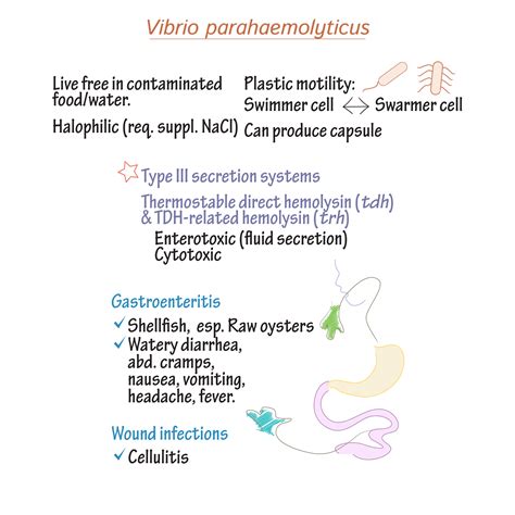 vibrio parahaemolyticus vs vibrio vulnificus