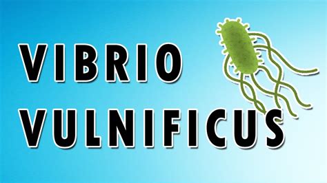 vibrio vulnificus food sources