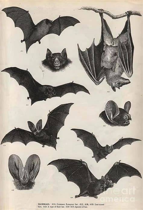 victorian bat drawing