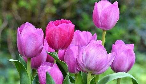 El Campo de Tulipanes de Trevelin: un espectáculo de colores primaveral