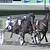 video replays hawthorne harness track and trotter don't be cheeky