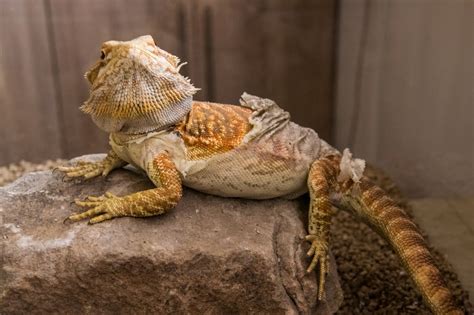 video bearded dragon shed skin