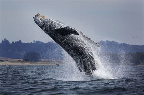 video of 3 whales breaching