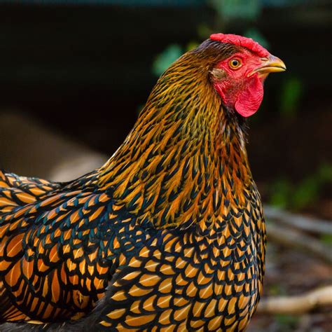 video of a rooster