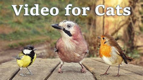 video of birds for cats to watch