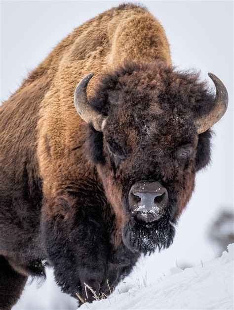 video of bison in yellowstone