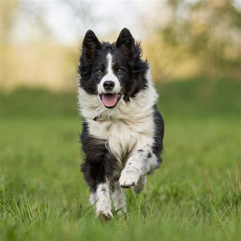 video of border collie