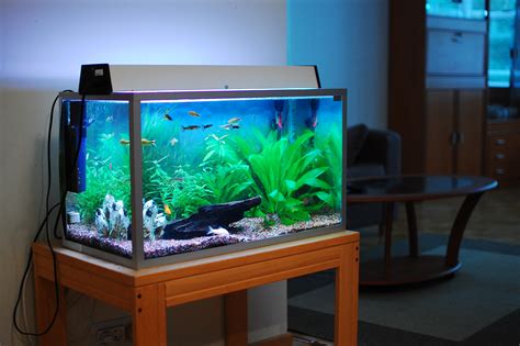 video of fish tank