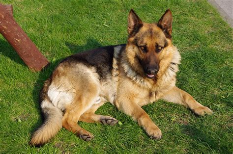 video of german shepherd