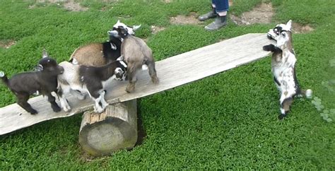 video of goats playing