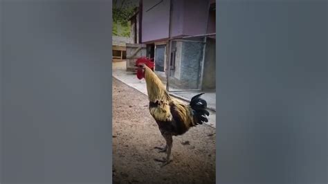 video of rooster crowing and passes out
