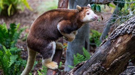 Video Of Tree Kangaroo