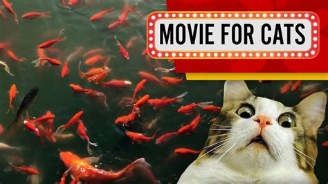 videos for cats to watch fish