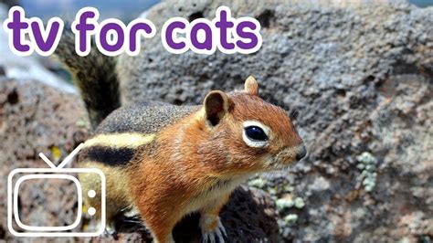 videos for cats to watch mice and chipmunks