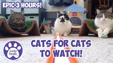 videos for cats to watch with sound