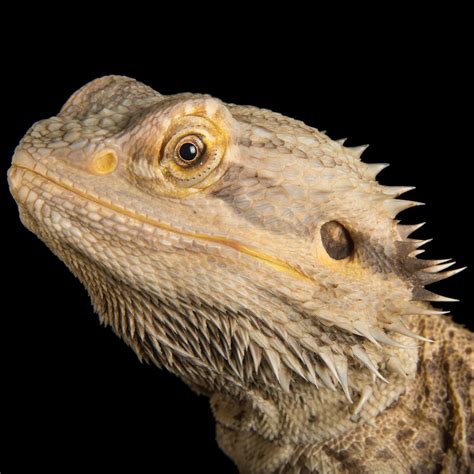 videos of a bearded dragon