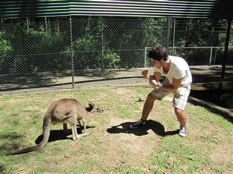 videos of kangaroos fighting people