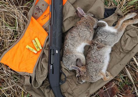 videos of rabbit hunting