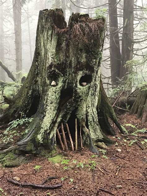 videos of strange things in the forests