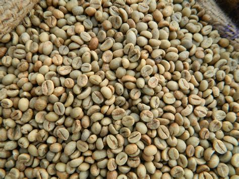 vietnam robusta green coffee beans