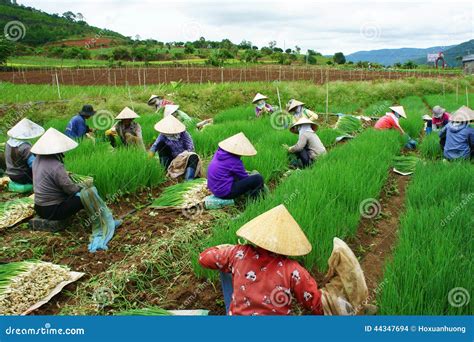 Vietnamese Farming