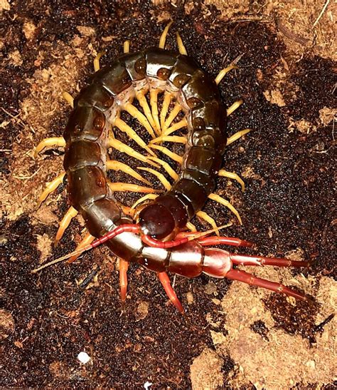 vietnamese giant centipede for sale