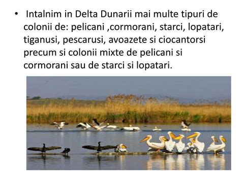 vietuitoarele din delta dunarii