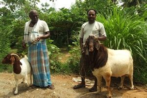 vijay goat farm price list