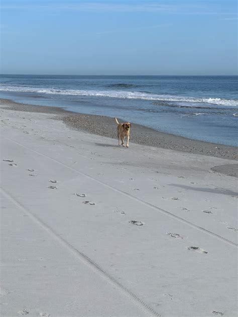 Vilano Beach Fl Dog Rules