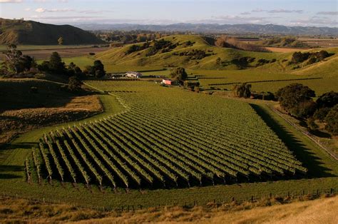 villa maria vineyard new zealand