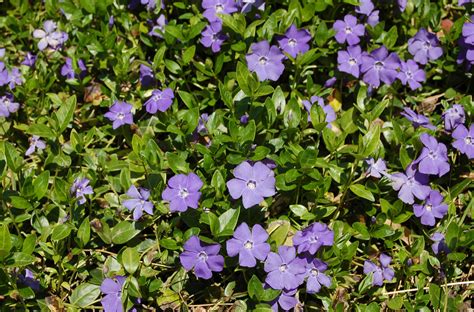Annual flowering vinca shine in warm weather Mississippi