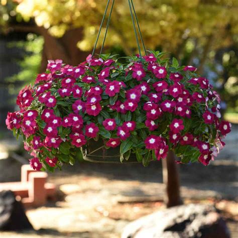 Vinca Flower Baskets