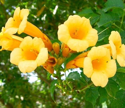 vine with yellow trumpet like flowers